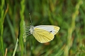 green-veined white, butterfly-3